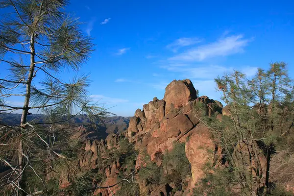 Gray pines among the crags