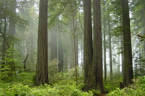 Redwoods in coastal fog