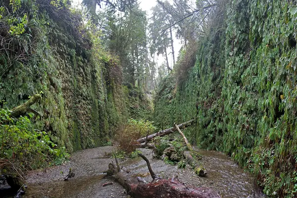 Fern Canyon