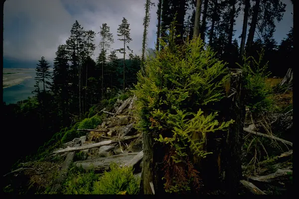 Among the tallest trees on Earth