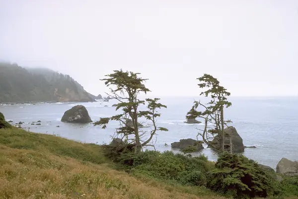 Where the redwoods meet the sea