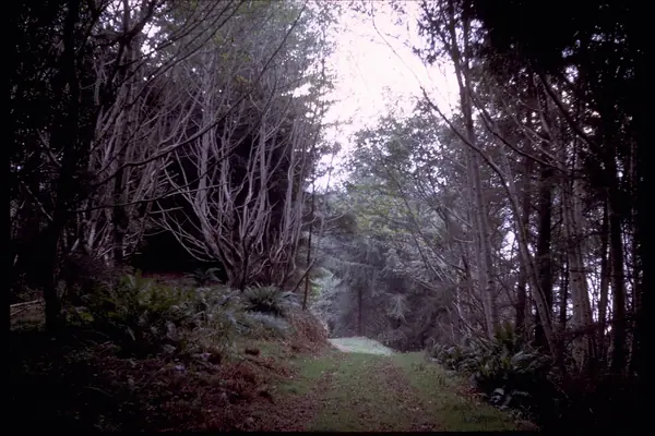 A towering redwood grove
