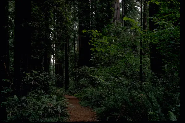 The deep forest