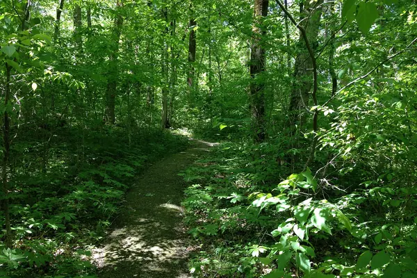 A forest trail in the monument