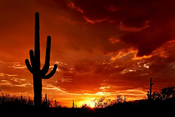 Sunset over the saguaros