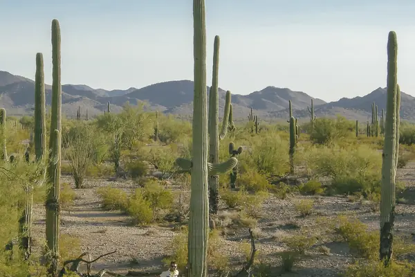 A towering saguaro cactus