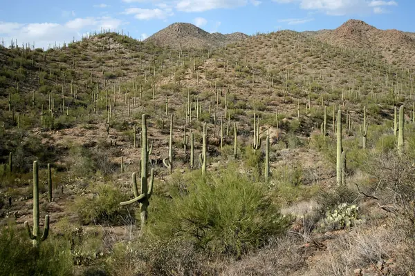 A saguaro forest