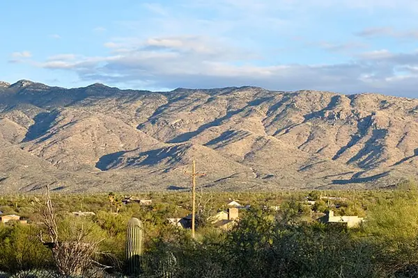 The Rincon Mountains beyond the cactus