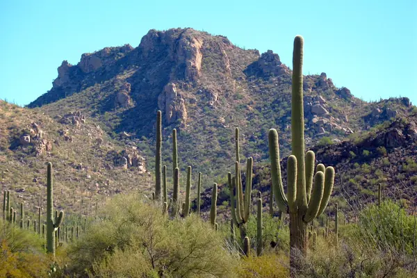 Saguaros below the mountains