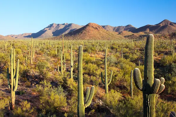The Sonoran Desert