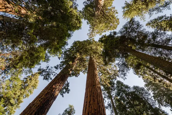 Looking up a giant sequoia