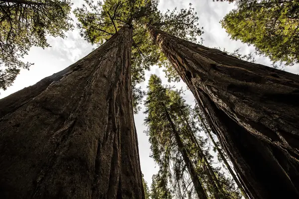A grove of giant sequoias