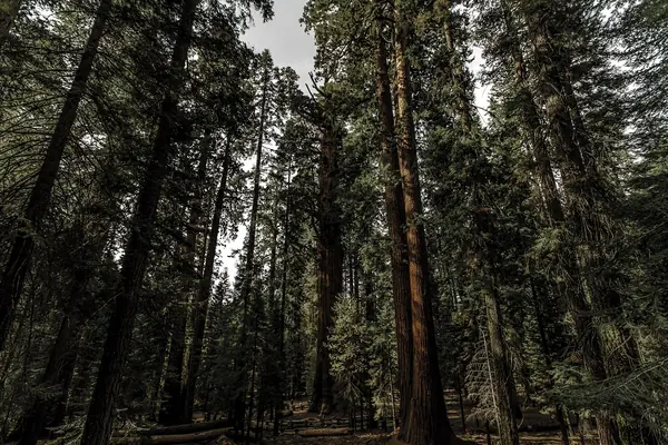 The largest trees on Earth