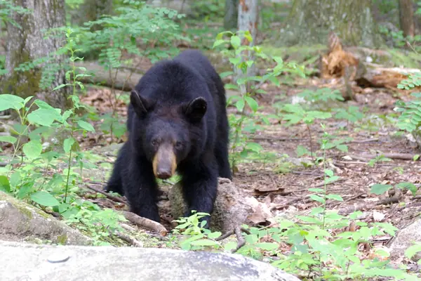 A black bear near Old Rag