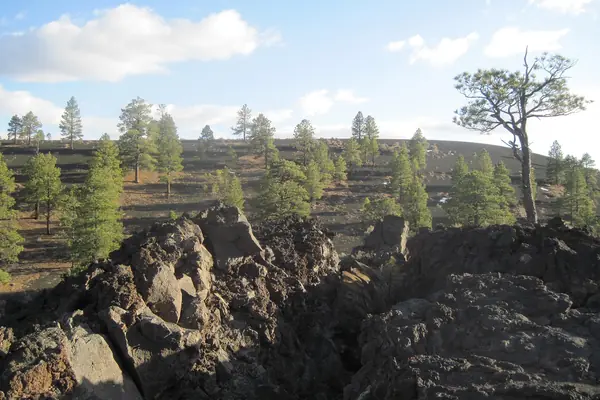 Lava and forest