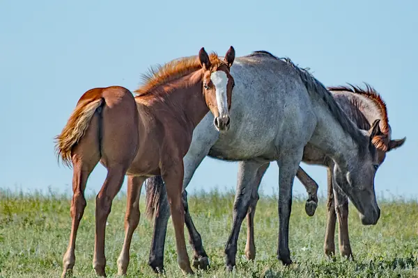 Wild horses on the range
