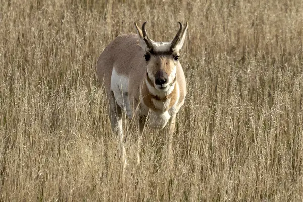 A pronghorn on the prairie
