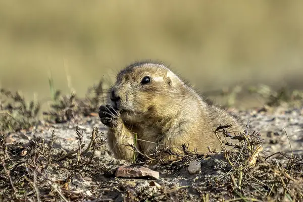 A prairie dog stands watch