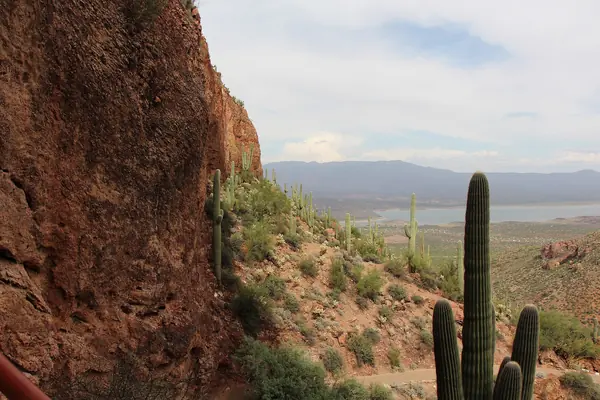 The Lower Cliff Dwelling among the saguaros