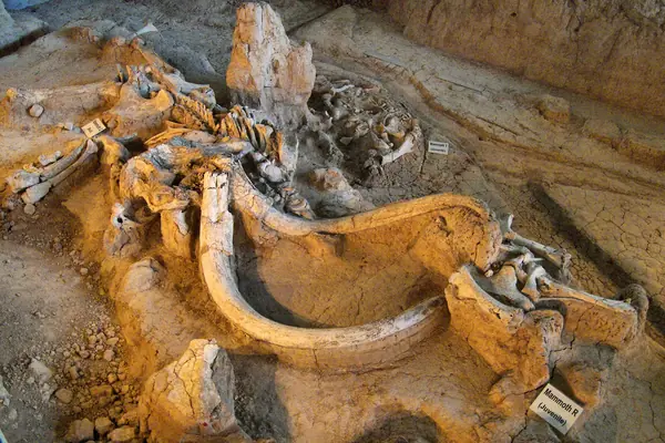 Columbian mammoth bones in the ground