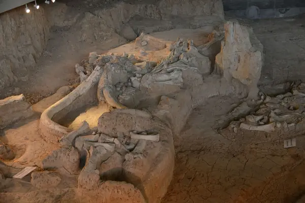 A mammoth skull and tusks at the dig