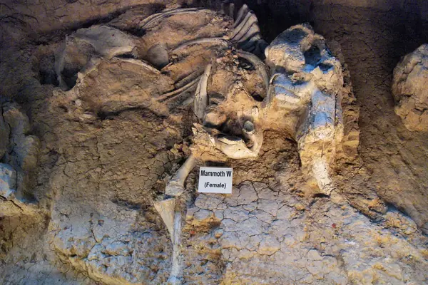 Excavated skeletons at the site