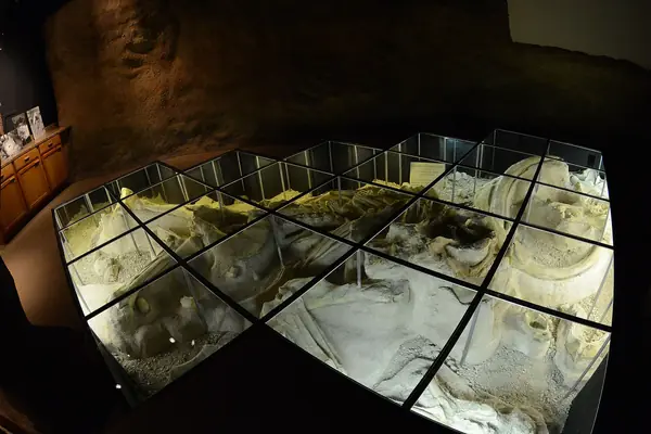 Fossils preserved where they were found