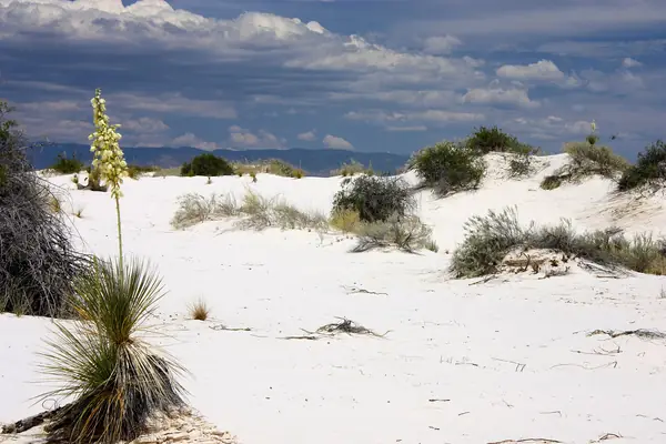 A soaptree yucca rises from the dunes