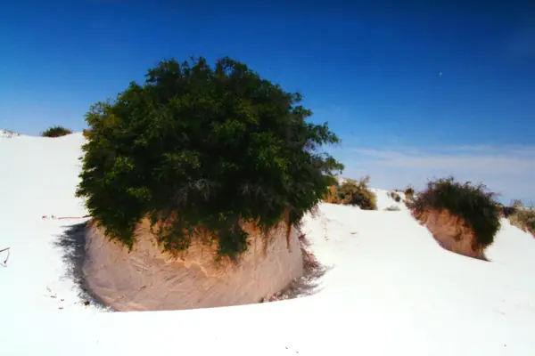 Hardy plants anchor the gypsum sand