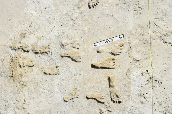 Ancient human footprints preserved in the sand