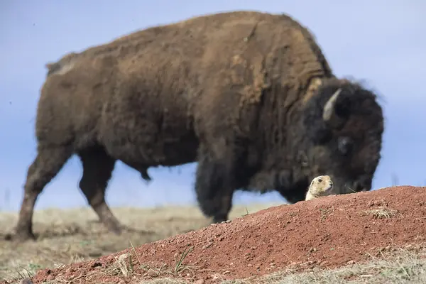 Bison and a prairie dog on the surface