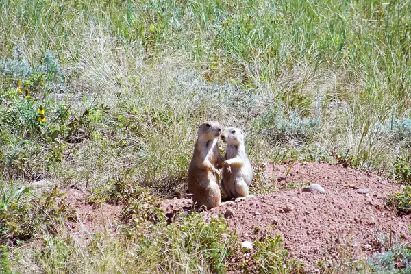A prairie dog town