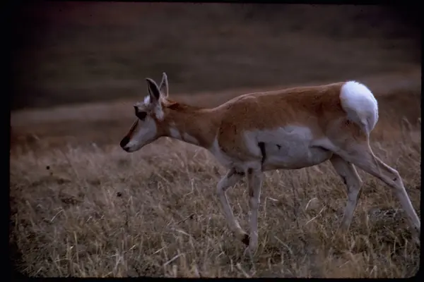 A pronghorn on the prairie