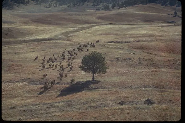 Mixed-grass prairie and a lone tree