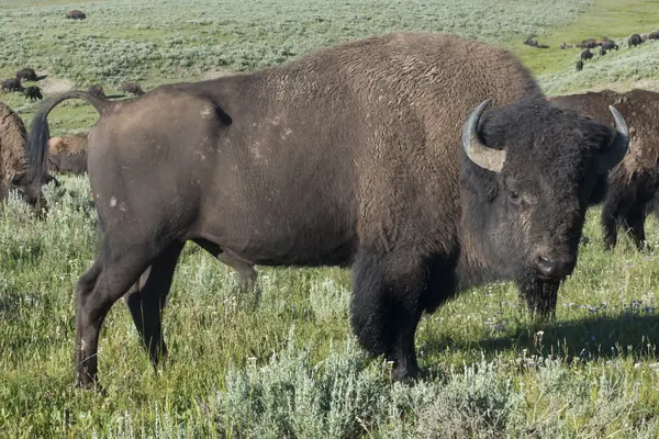 American bison on the range