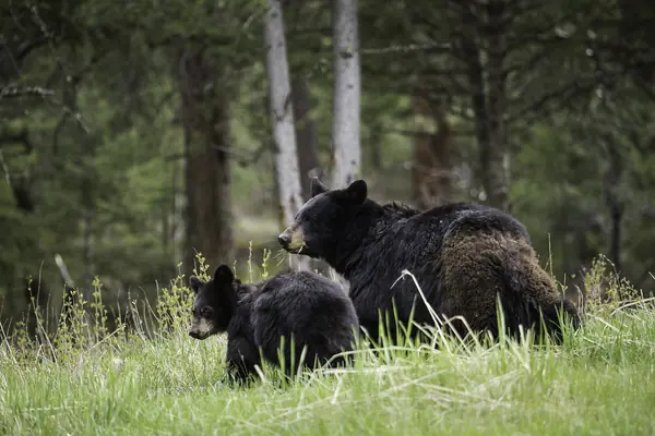 A black bear sow and cub near Tower Fall