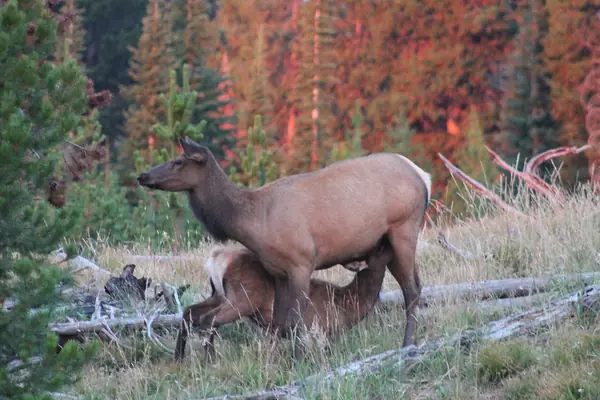 A cow elk nurses her calf