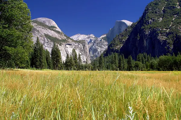 Yosemite Valley meadows