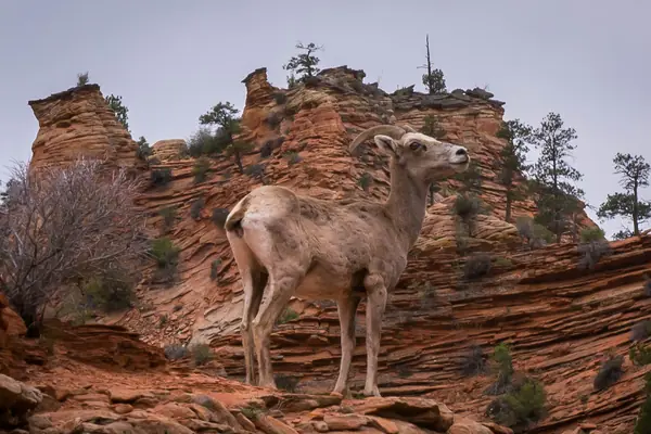 Desert bighorn sheep